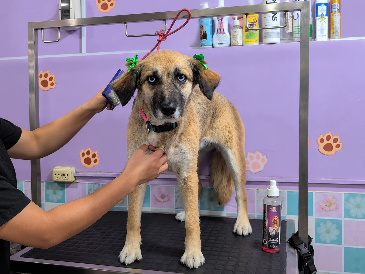 Perrito recibiendo su corte