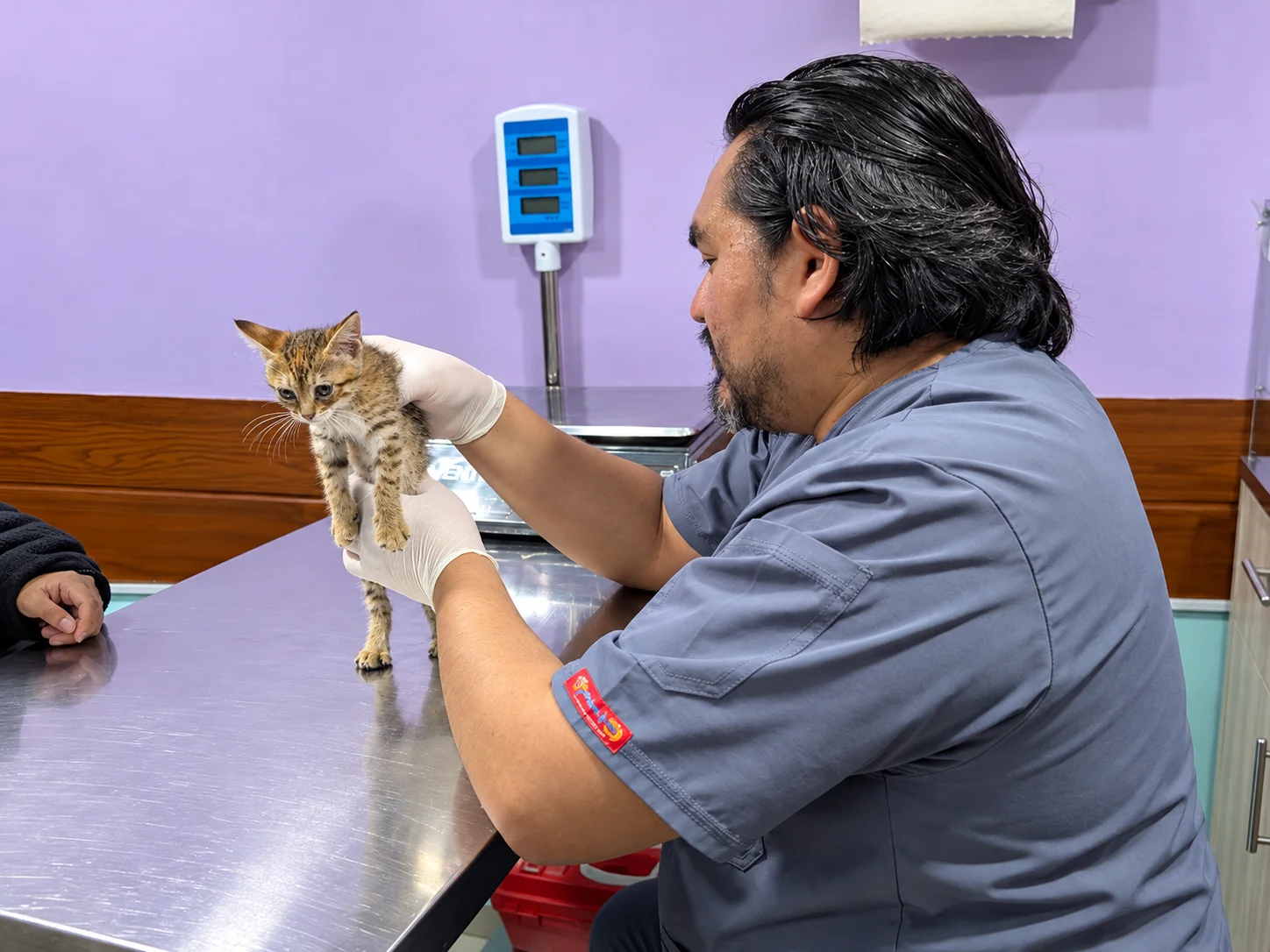 Gatito en consulta