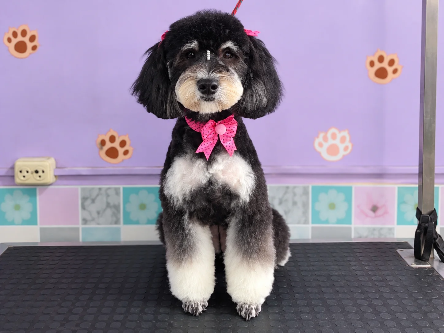 Perrito después de grooming