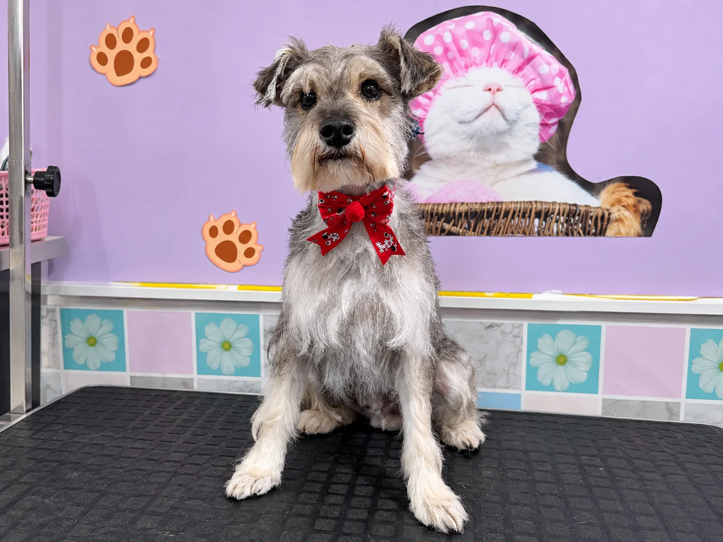 Perrito arreglado con lazo en Charming Vet