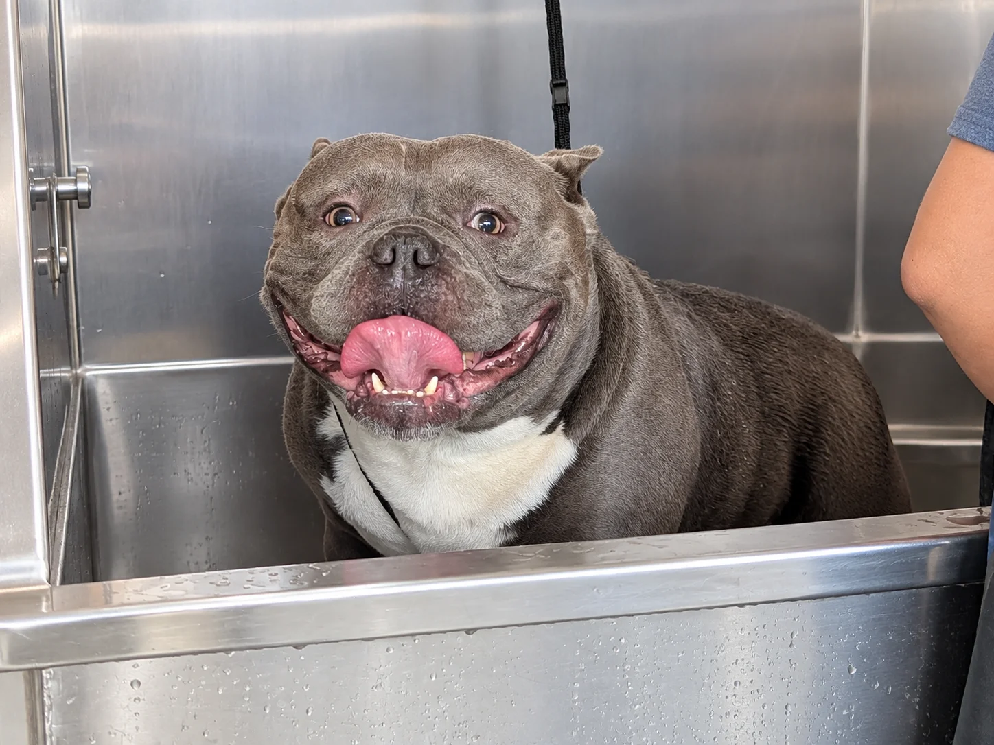 Perrito durante su baño